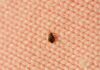 Signs Of Bedbugs – Call Pest Control Services In Irvine! Bedbugs