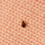 Bedbugs