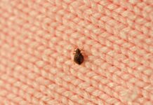 Signs Of Bedbugs – Call Pest Control Services In Irvine! Bedbugs