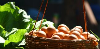Basket Full of Eggs. Concept for Building a Diversified Portfolio