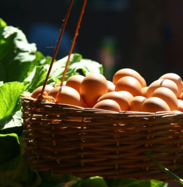 Basket Full of Eggs. Concept for Building a Diversified Portfolio
