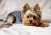 a yorkie on the bed