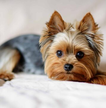 a yorkie on the bed