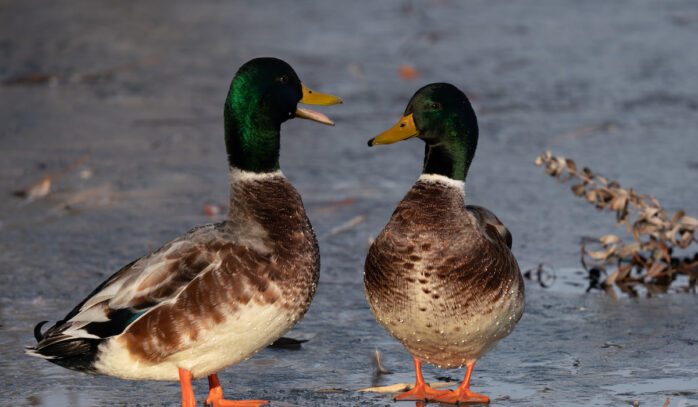 Choosing a Duck Plucker