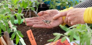 Common Seedling Mistakes to Avoid