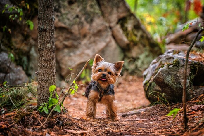 happy yorkie outdoors