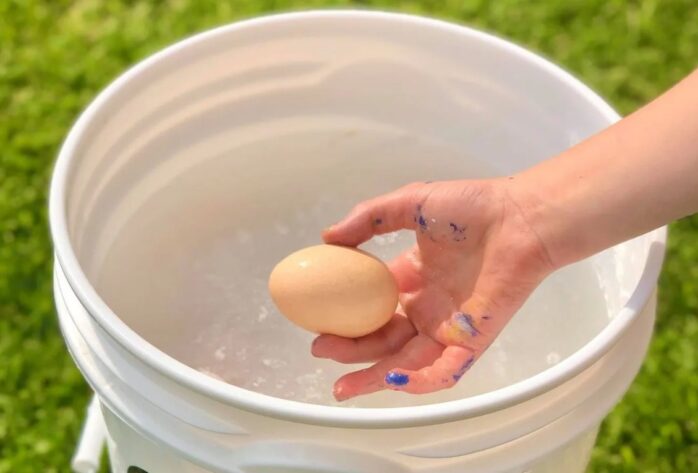 Energy Efficiency Egg Washing