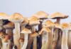Golden Teacher Mushrooms