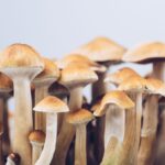 Golden Teacher Mushrooms
