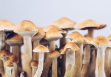 The Magic of Golden Teacher Mushrooms: A Comprehensive Guide (2025) Golden Teacher Mushrooms