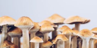 Golden Teacher Mushrooms