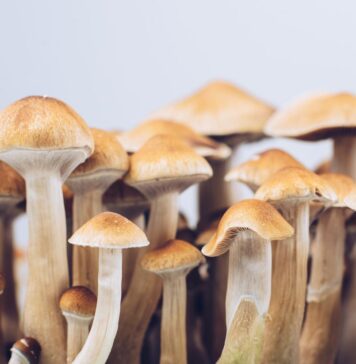 Golden Teacher Mushrooms