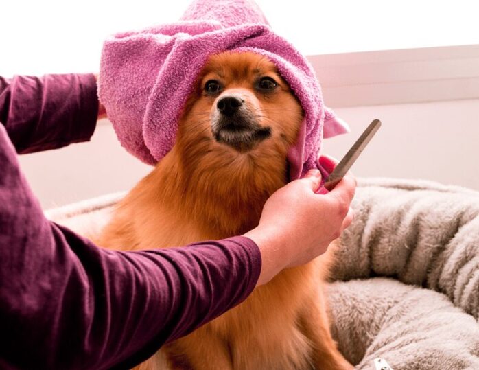 Grooming and Hygiene for dog