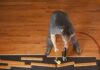 Hardwood Floor Installation
