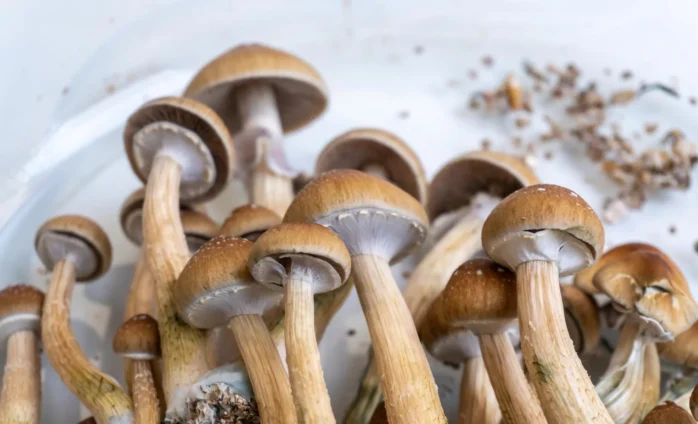 Golden Teacher Mushrooms