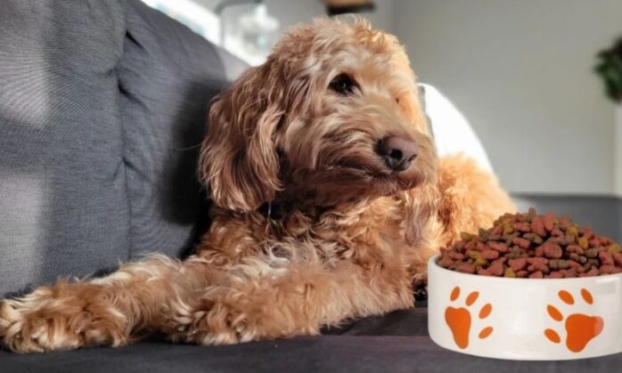 Goldendoodle puppy next to a feeding cup