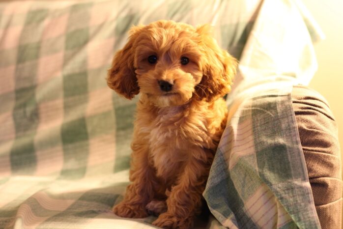 Mini Goldendoodle puppy