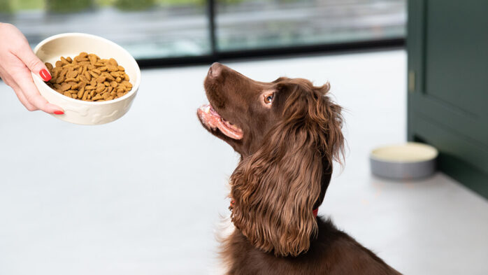 Nutrition and Diet for dogs