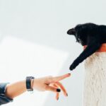 Taking Care of Your Pets