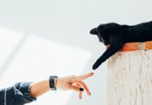 Taking Care of Your Pets