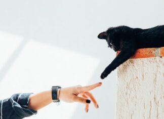 Taking Care of Your Pets