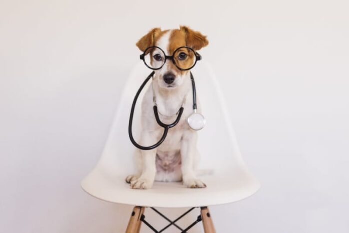 dog health