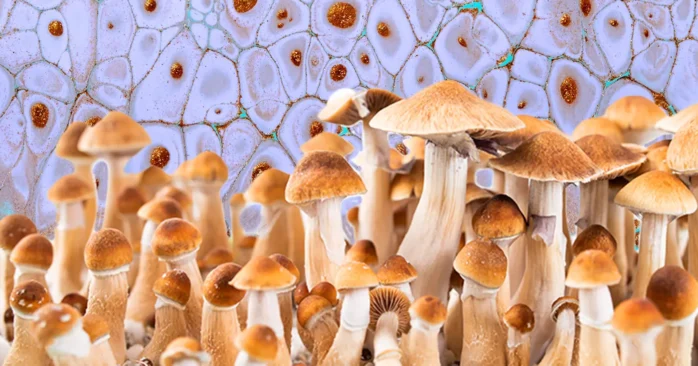 golden teacher mushrooms